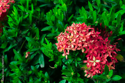 Ixora flower.Red spike flower. King Ixora blooming  Ixora chinensis . Rubiaceae flower.Ixora coccinea flower in the garden