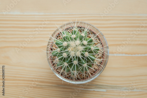 Top view of small cactus on wooden table background. Interior decorate.