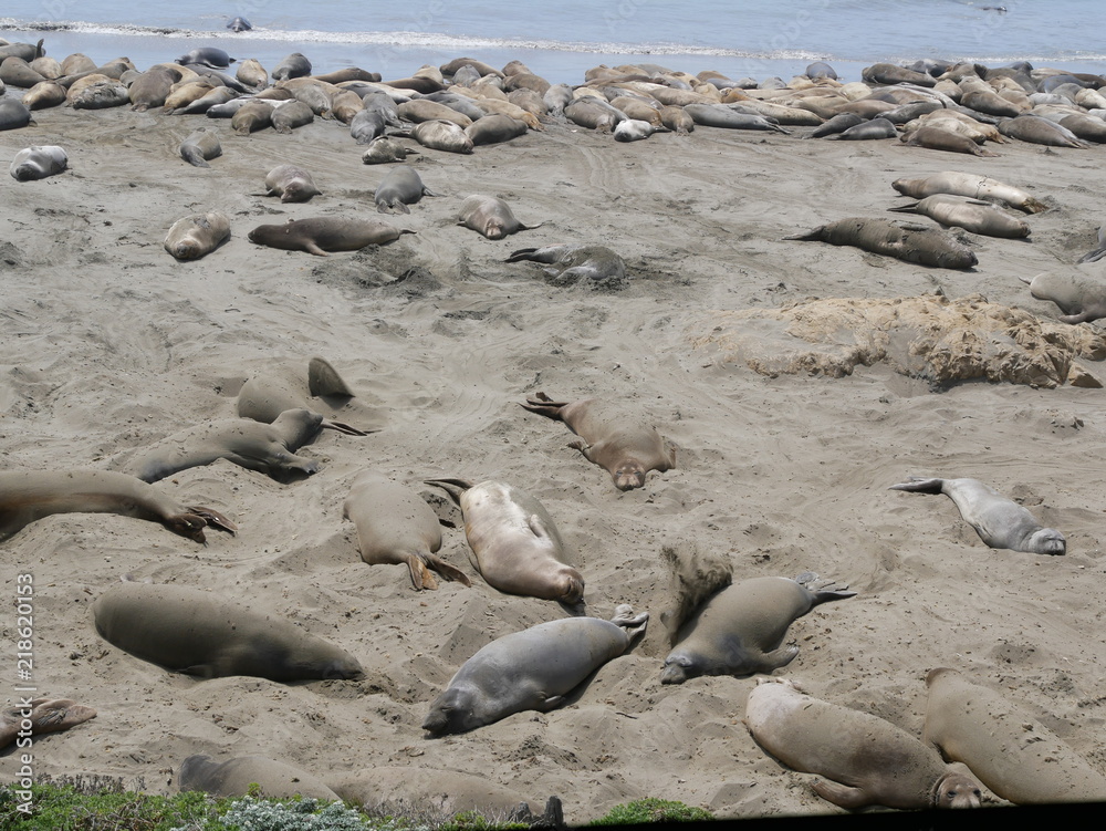 Fototapeta premium See-Elefanten am Pacific Coast Highway