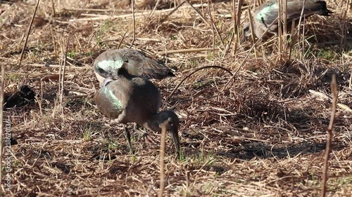 Hadada ibis (Bostrychia hagedash) eating photo