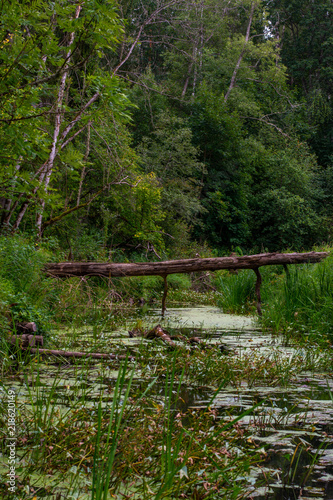 Tree crosing the river