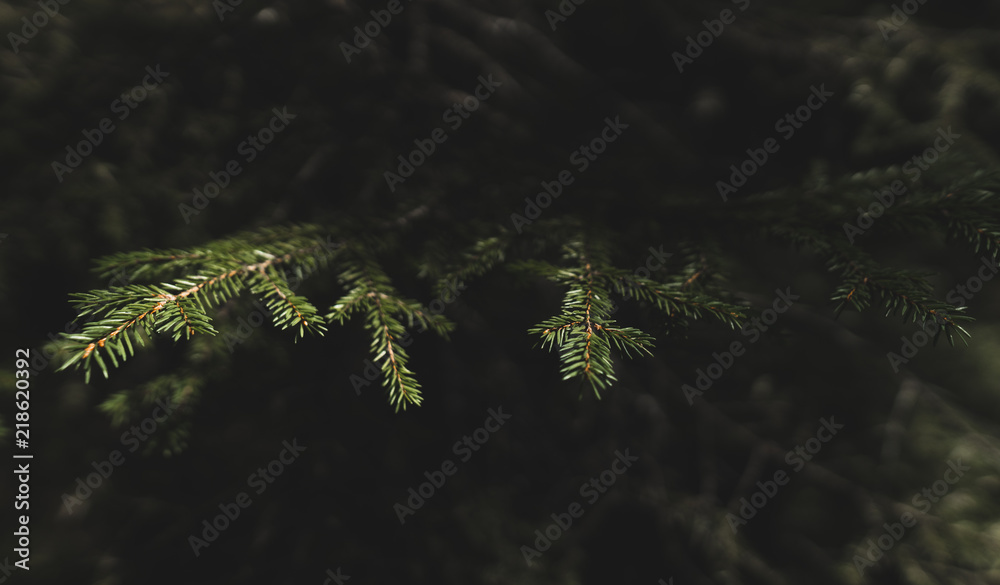Detailed View of Pinetree Foliage in Summer