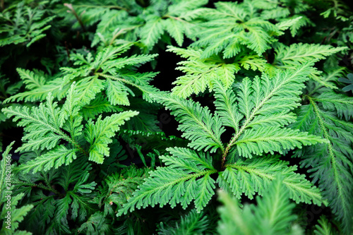 green leaves fern texture background.