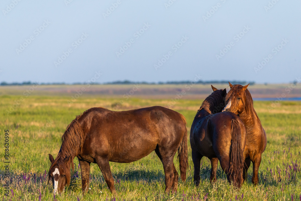 Wild horses grazing in a field at sunrise Wild horses grazing in a field at sunrise