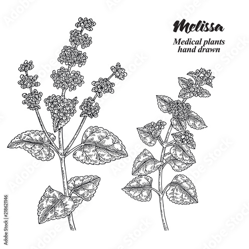 Melissa Officinalis branch with leaves and flowers isolated on white background. Medical herbs collection. Hand drawn vector illustration engraved.