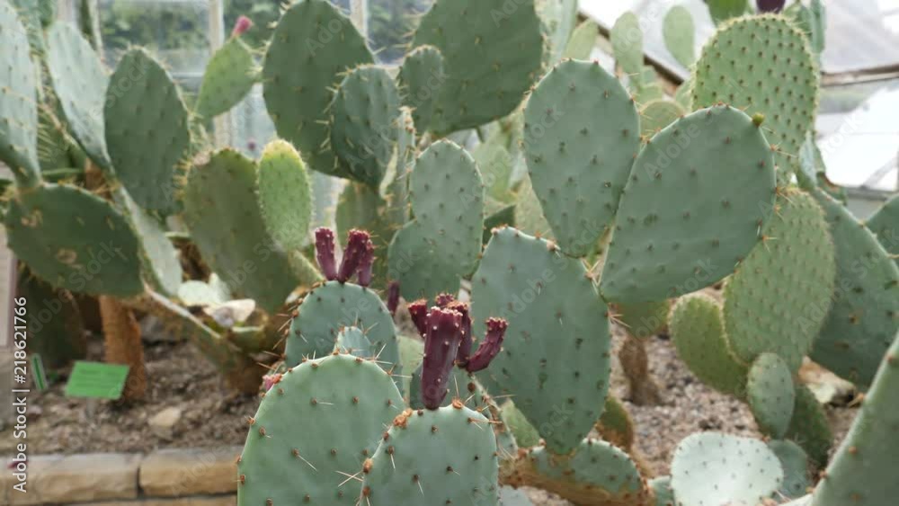 Cactus with large leaves and needles in the greenhouse of the botanical garden Cactus with large leaves and needles in the greenhouse of the botanical garden
