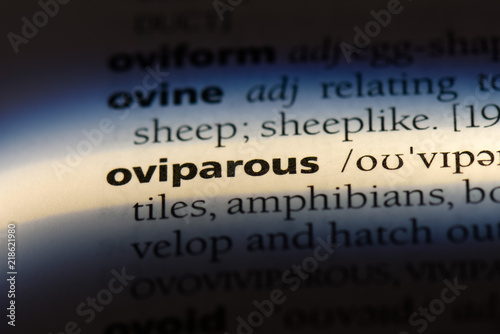 oviparous