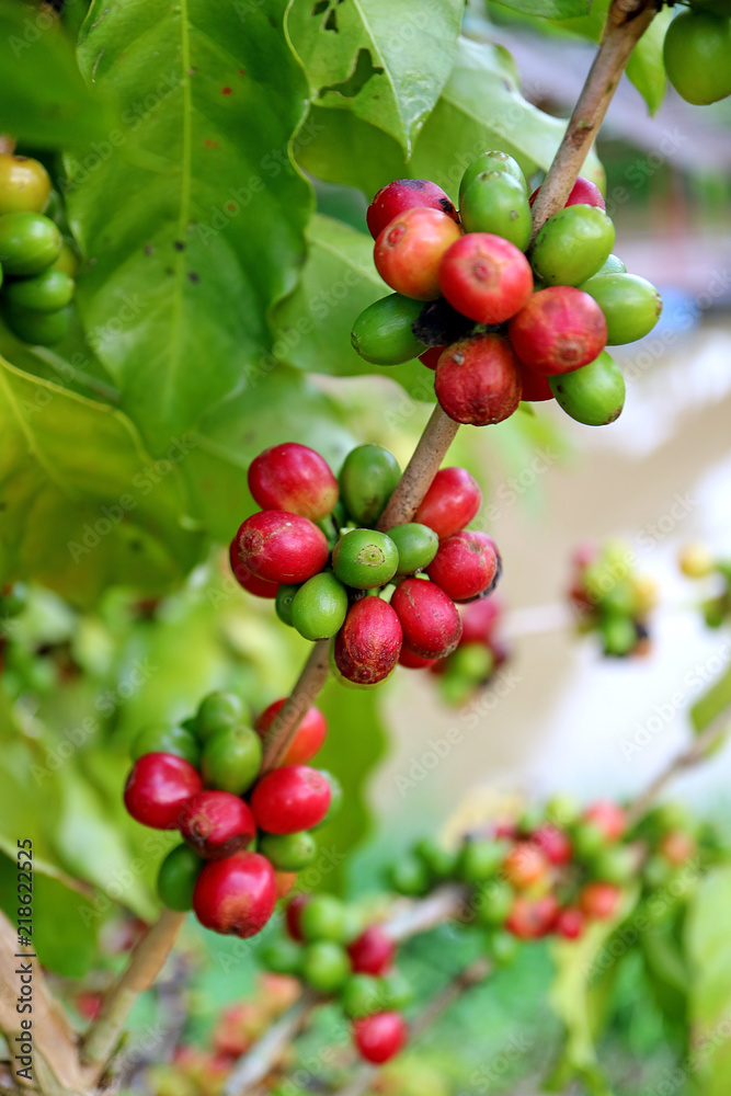 Coffee tree branch filled with ripening coffee cherries, Nan province in northern Thailand 