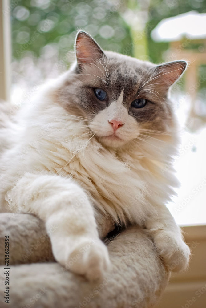Nice Ragdoll cat. It is best known for its docile and placid temperament and affectionate nature. The name Ragdoll is derived from the tendency to go limp and relaxed when picked up.