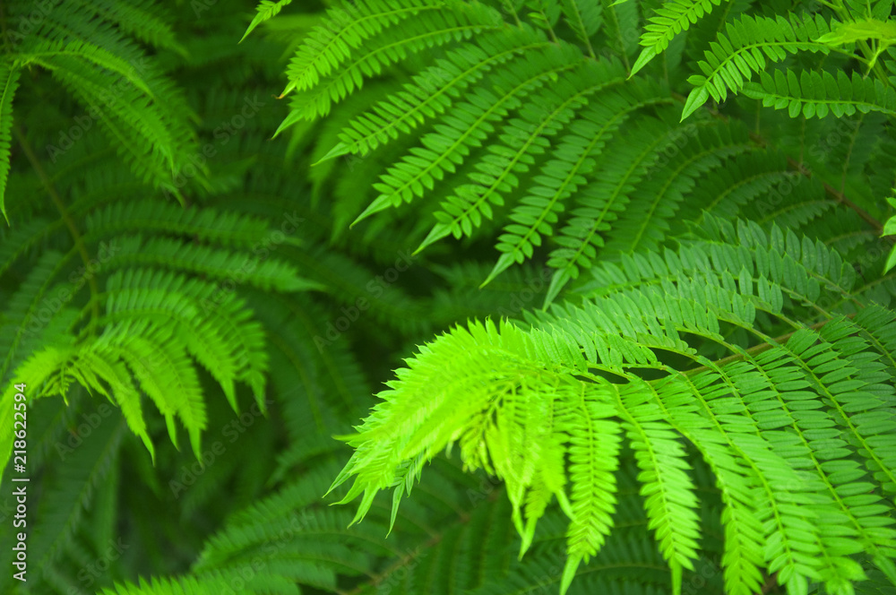 Green fern bushes in the forest, macro, summer Green fern bushes in the forest, macro, summer