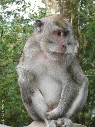 macaque © sophie