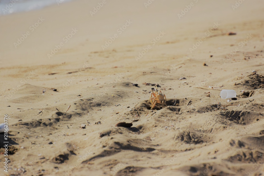 Obraz premium sea crab animal