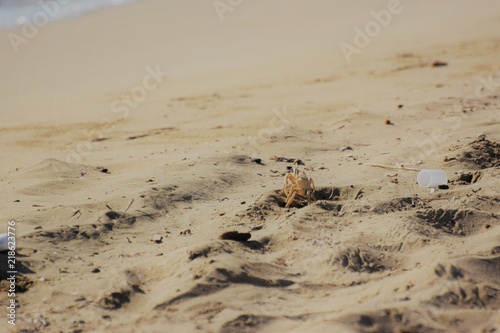 sea crab animal