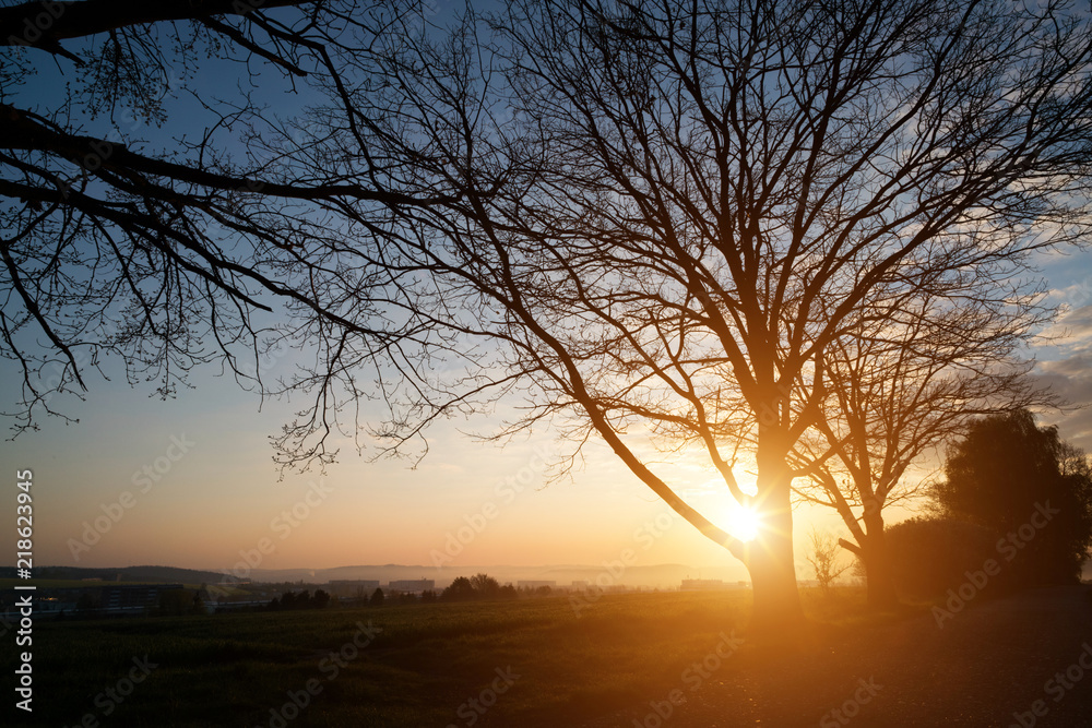 Beautiful Morning, tree silhouette on open field at sunset Beautiful Morning, tree silhouette on open field at sunset