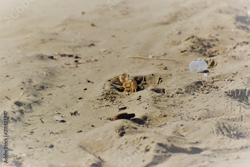 sea crab animal © NATALIIA TOSUN