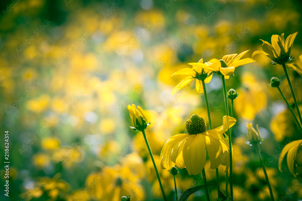 Obraz premium Flowers on summer meadow