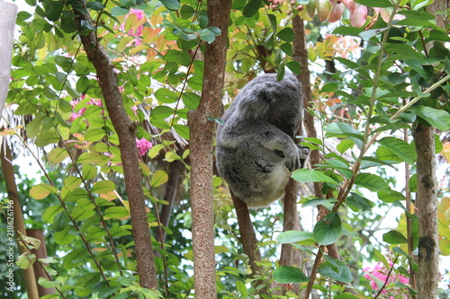 Photography Sleeping koala