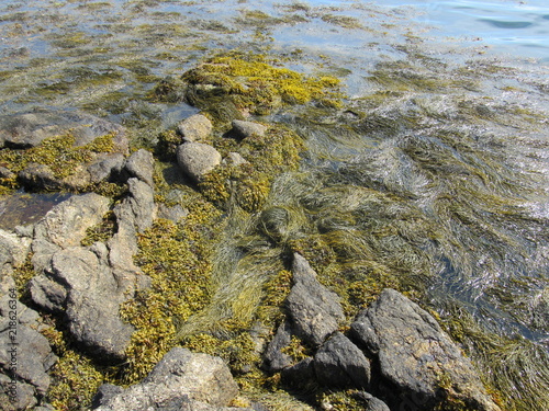 Uncovered seaweed and rocks in the ocean at low tide 