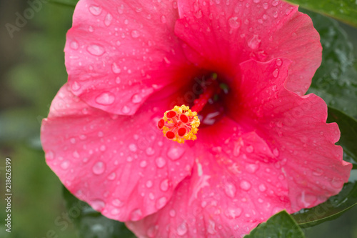 Beautiful deep pink Hibiscus flower with dew rain water drop and blurred nature garden background © visitr