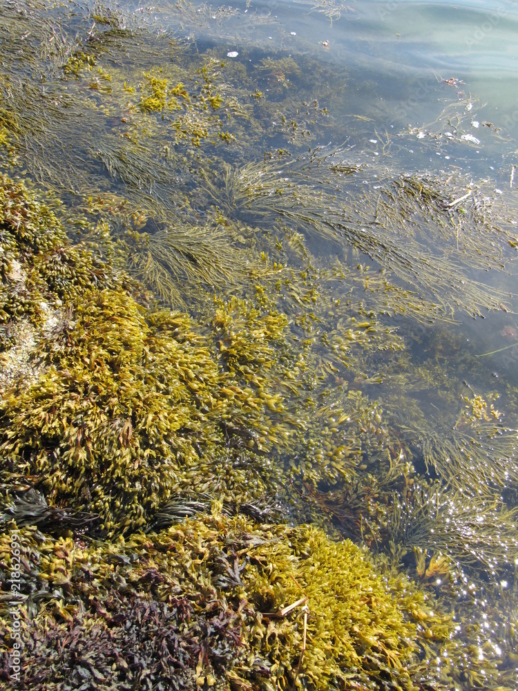 Uncovered seaweed and rocks in the ocean at low tide Uncovered seaweed and rocks in the ocean at low tide