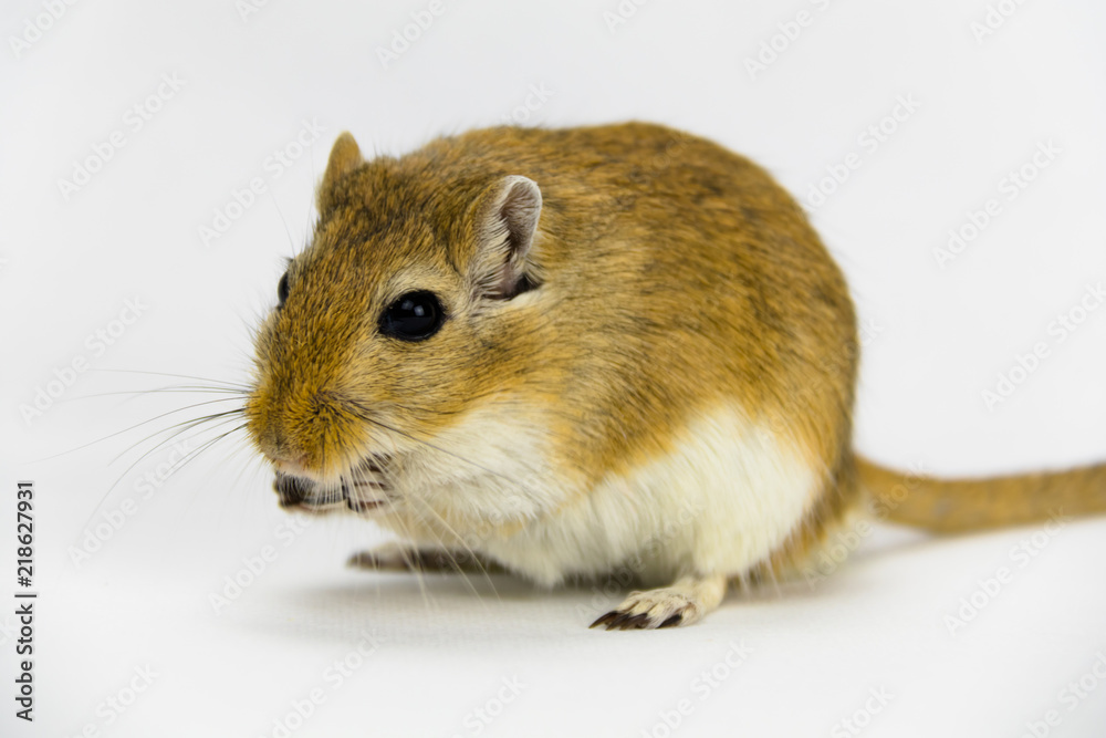 a brown and white gerbil eating a pipe on white background a brown and white gerbil eating a pipe on white background