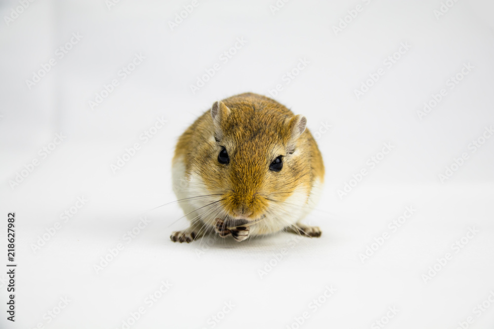 a brown and white gerbil eating a pipe on white background a brown and white gerbil eating a pipe on white background