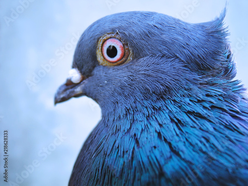 head of the pigeon