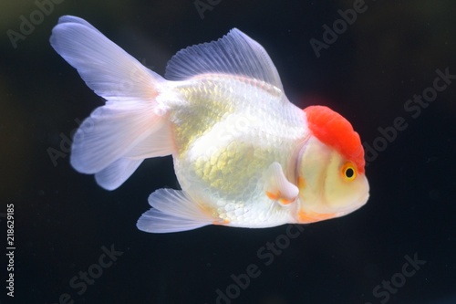 金魚のタンチョウ【切り抜き】 © Marimo