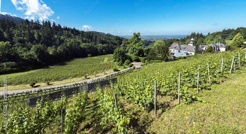 The winery Fremersberg, with the famous vineyard fig little wood (Feigenwaeldchen) and the Rhine valley in the background. Baden Baden, Baden Wuerttemberg, Germany