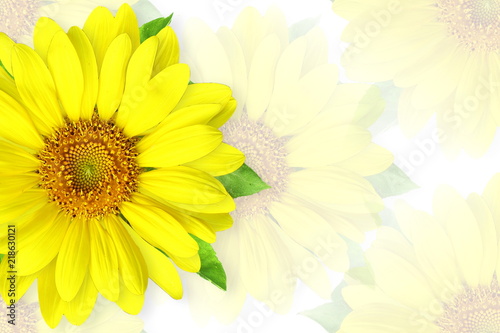 Fototapeta Naklejka Na Ścianę i Meble -  summer blossoming sunflower isolated on blur flower background
