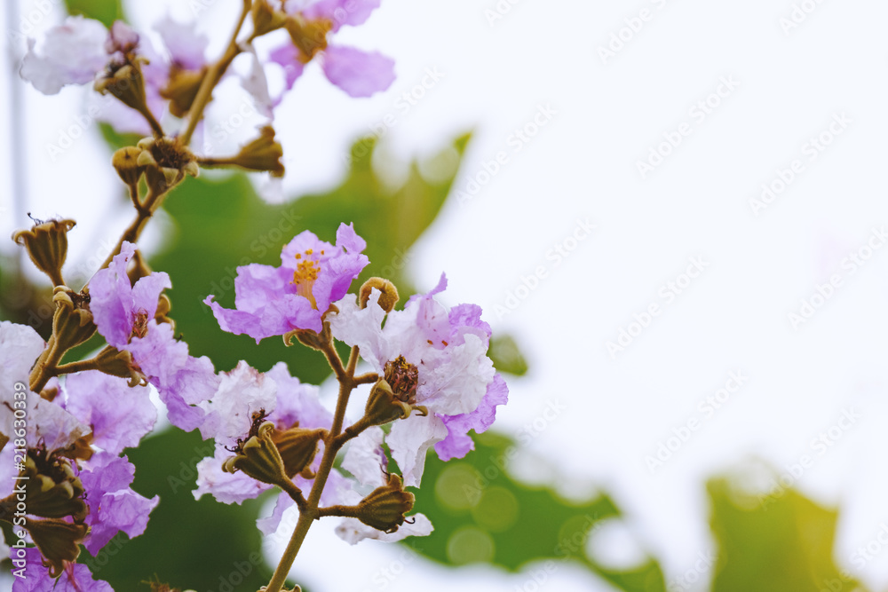 Fototapeta premium Pink flower bloom on branch in autumn season