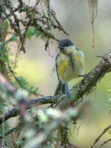 Great tit