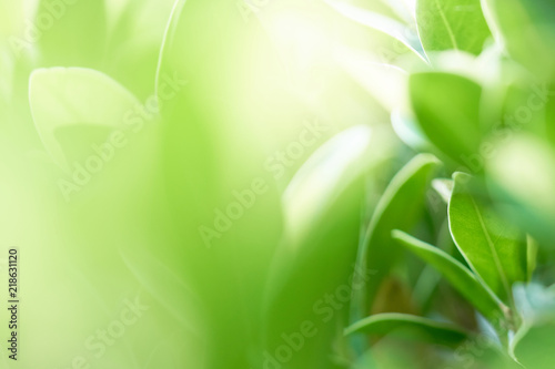 The background image is blurry green leaves feeling refreshed. And have a good environment. Make a background with copy space using as natural green plants , ecology concept