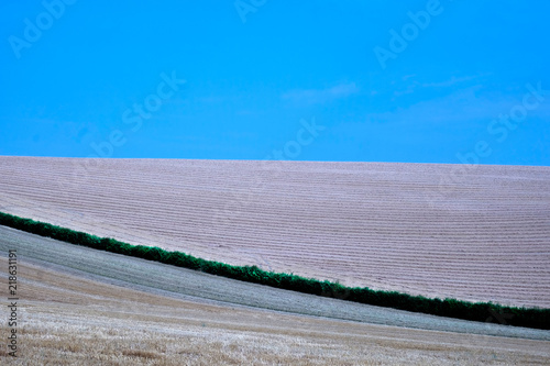 A long green thin hedge cuts through the middle of two ploughed fields one field is brown and the other is golden with clear blue sky at the top this makes a graphic image with a long green line 
