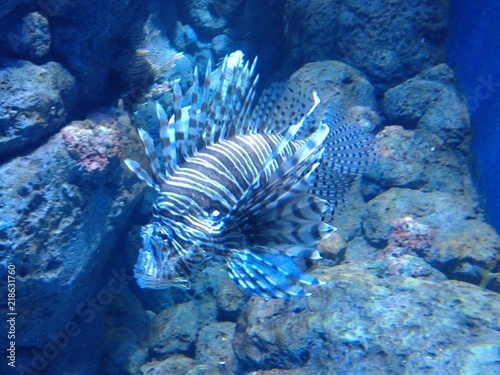 lionfish in a reef