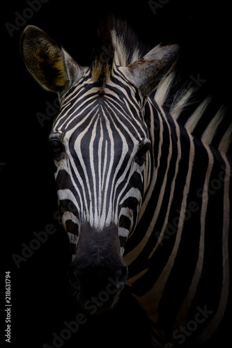 Zebra on dark background. Black and white image © art9858