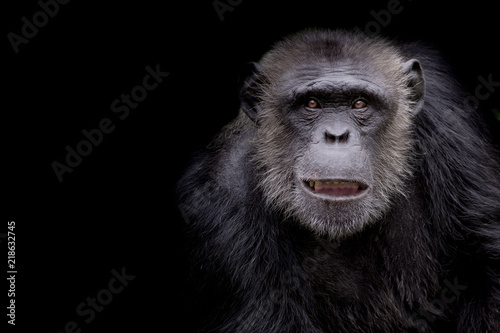 Fotografia profile of a chimpanzee staring thoughtfully with room for text on a black backg