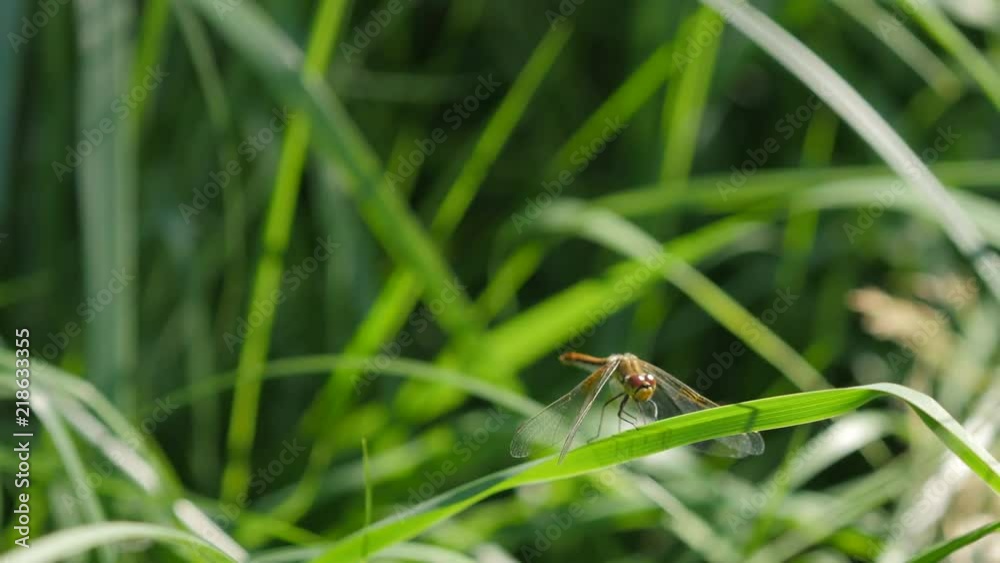 Grass In The Summer Forest In The Wind Blured Background Grass In The Summer Forest In The Wind Blured Background