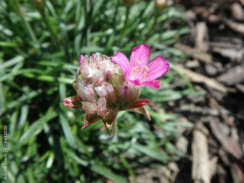traumhafte kleine Blüte, pink, Makro, Blütenstaub traumhafte kleine Blüte, pink, Makro, Blütenstaub