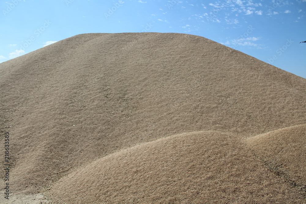 Naklejka premium lots of delicious drying to be ground