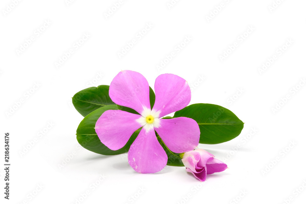 purple flowers isolated on white background