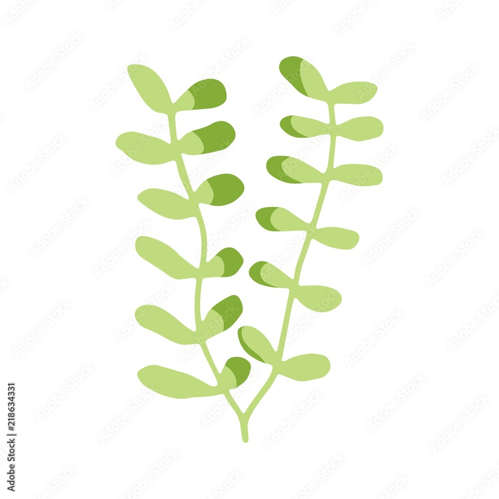 seaweeds are isolated green. aquarium plant underwater element seaweeds are isolated green. aquarium plant underwater element