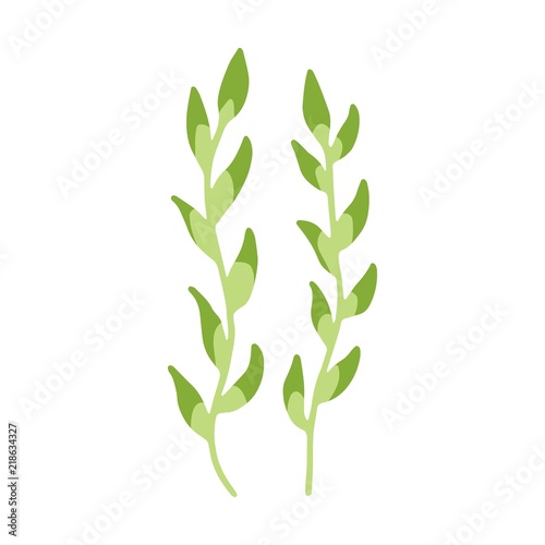seaweeds are isolated green. aquarium plant underwater element.