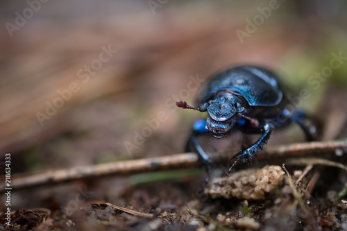 dung beetle bug macro