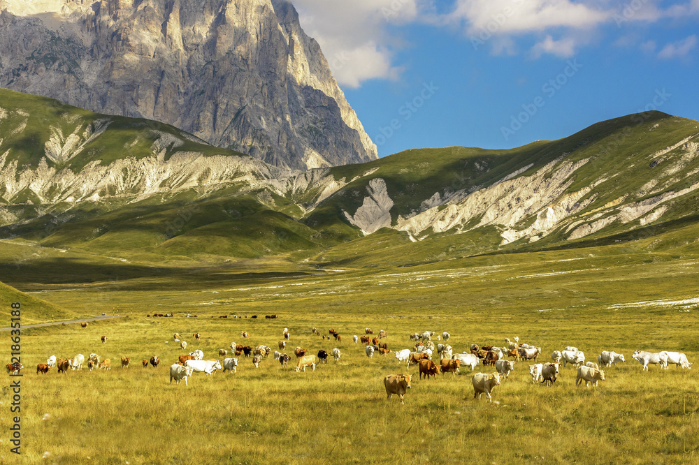 A Group of Cows While Pasture in the Valley of Campo Imperatore - Italy - Abruzzo - A Real Wild Moments