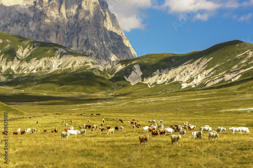 A Group of Cows While Pasture in the Valley of Campo Imperatore - Italy - Abruzzo - A Real Wild Moments © patrick