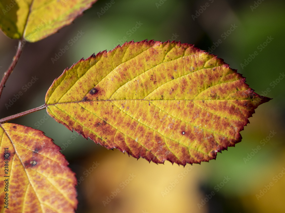 Obraz premium Les feuilles aux couleurs d'automne
