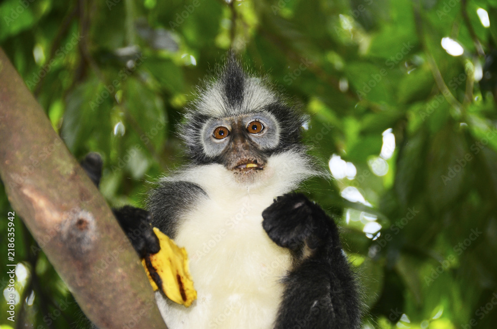 Fototapeta premium Thoma's langur monkey