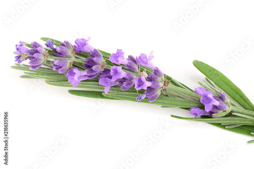 Twig of lavender with leaf isolated on a white background