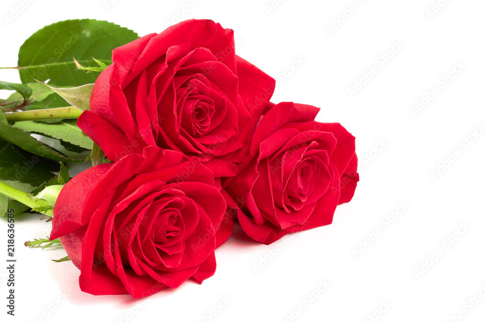 beautiful red rose isolated on white background beautiful red rose isolated on white background